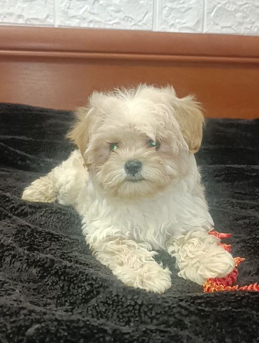 Малипусик мальтипусик