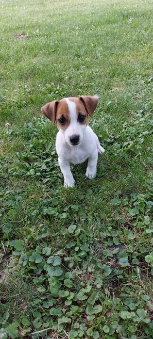 Jack Russell Terrier