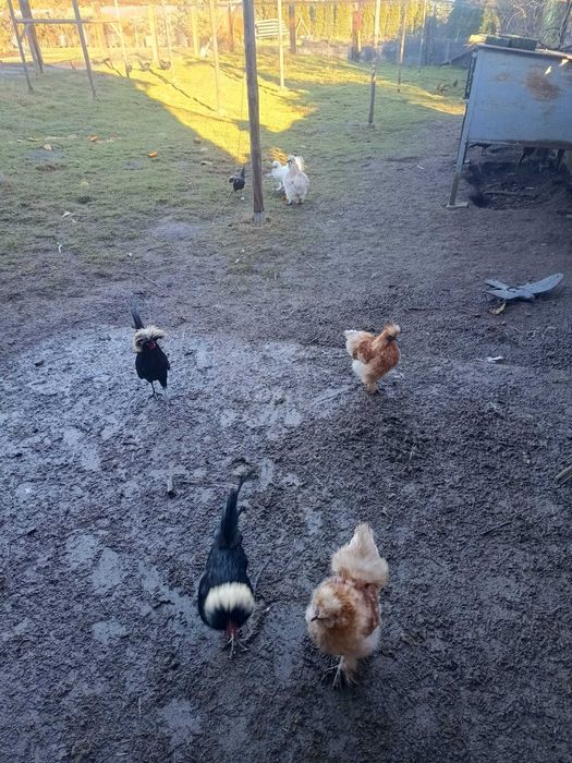 Koguty silka amerykańska, białoczób holenderski