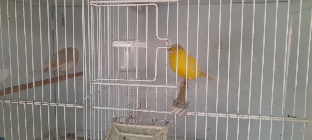 Casais de canario gloster