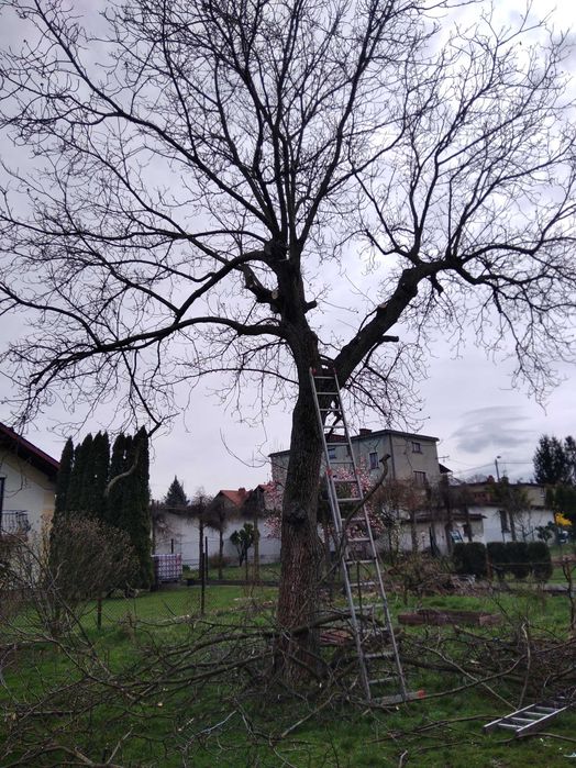 Koszenie/Wycinka drzew/Przycinanie żywopłotów/Pielęgnacja ogrodów
