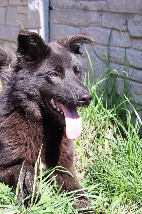 Скай метис вівчарки 1 рік  шукає дім