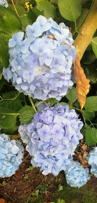 Hortênsias | Granjas | Hidrângeas - plantas em vaso