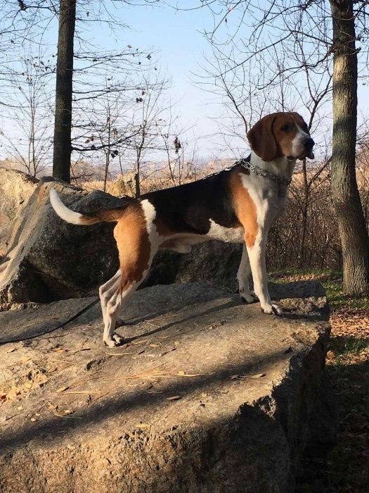 Вязка Эстонская гончая (ищем невесту)