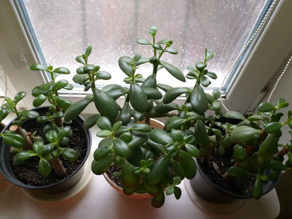 Денежное дерево. Толстянка. Крассула. Комнатные цветы.