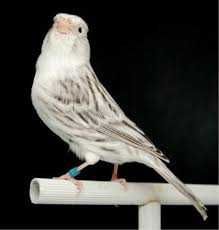 Vendo kakariquis bonitos