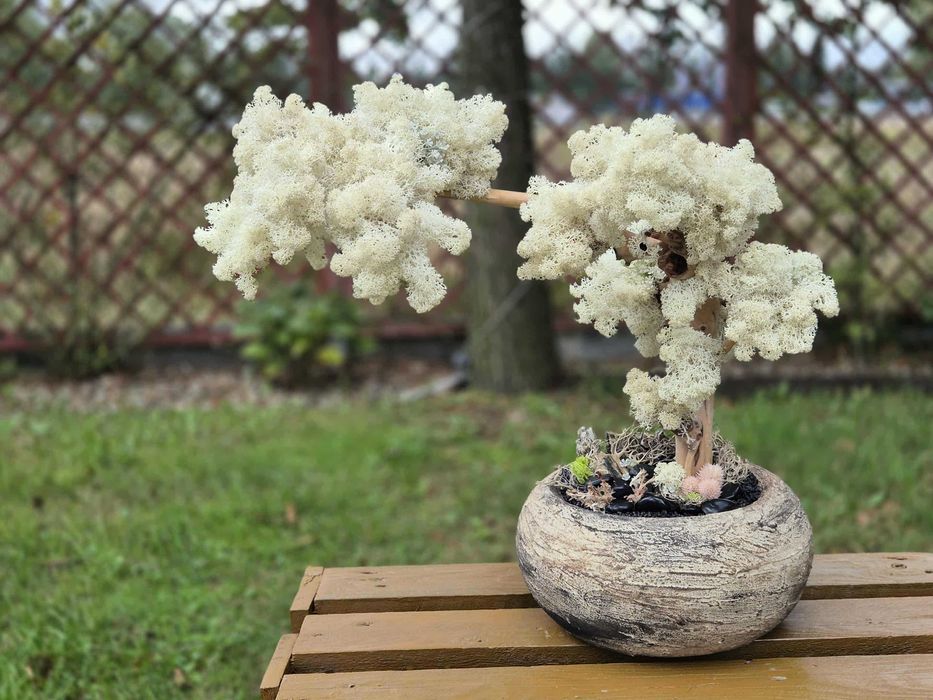 Drzewo XXL Bonsai Mech Chrobotek Dekoracja Długowieczne Dom Prezent