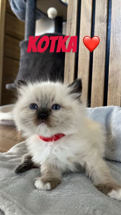 Ragdoll małe kotki