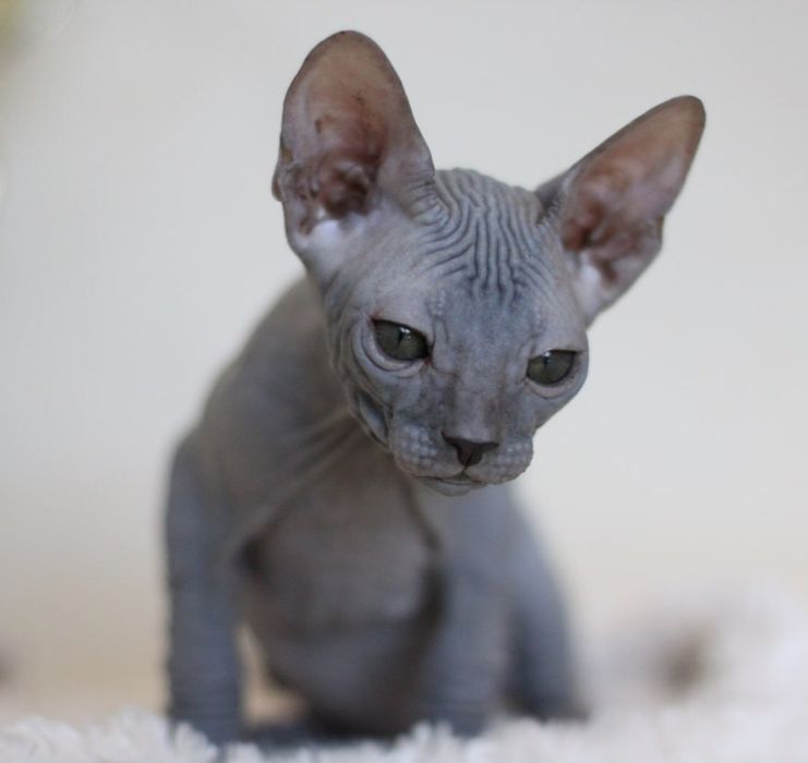 Кошеня Донського сфінкса