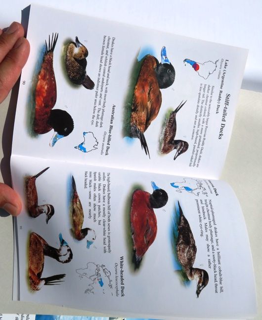 Livro sobre Cisnes, Gansos e Patos ornamentais