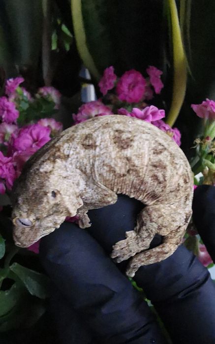 Gekon nie Orzęsiony