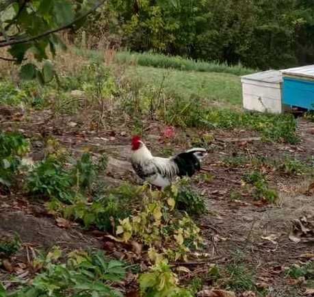 Продам парами (П+К) молодняк декоративних курочок Бентамок.