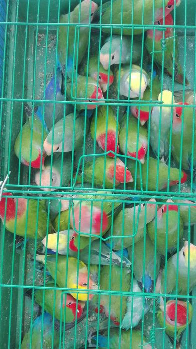 Vendo rossicollis bonitos