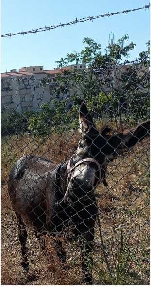 Burro de 3 anos, bom para criação