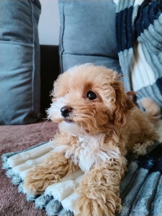 Мальтіпу Ф1 дівчата