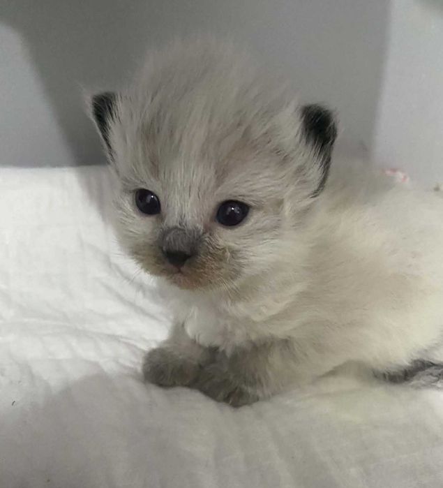 Śliczna kotka Neva Masquerade