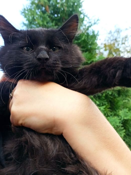 Два кошиня , два хлопчика