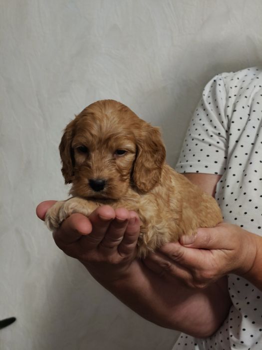 Cockapoo F1 Cocker spaniel angielski plus pudel miniaturowy