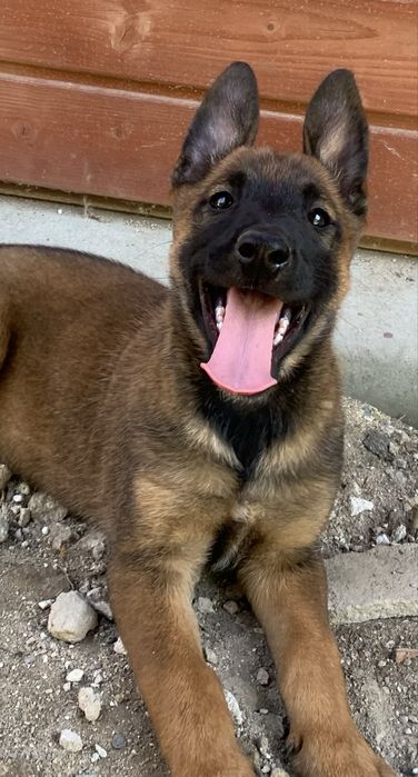 Owczarek Belgijski Malinois Suczka .