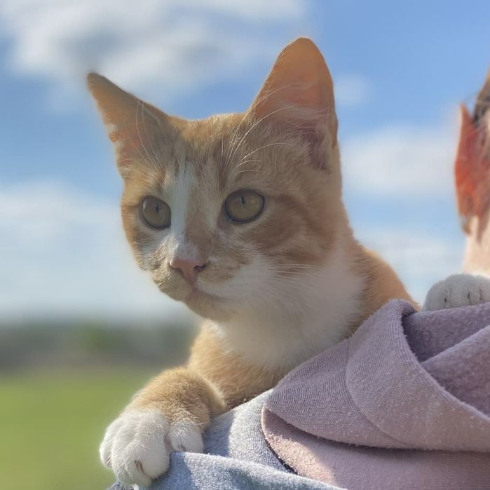 Рыжий кот подросток, кастрирован