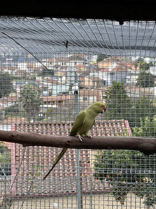 Femea ring neck reprodutora  2018.