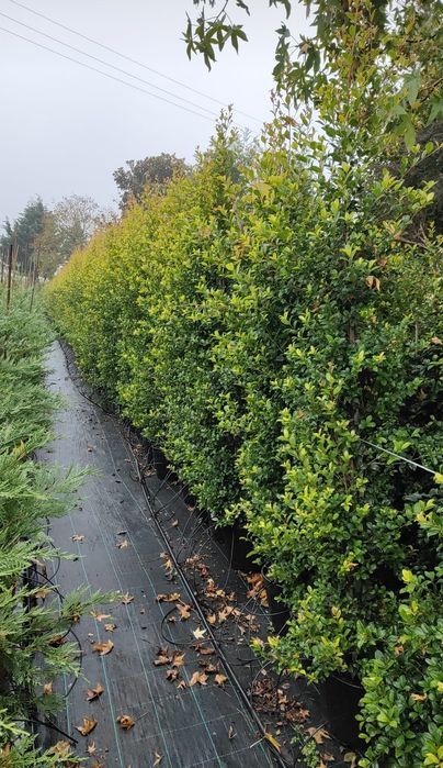 Eugênia Newport 50cm a 400cm