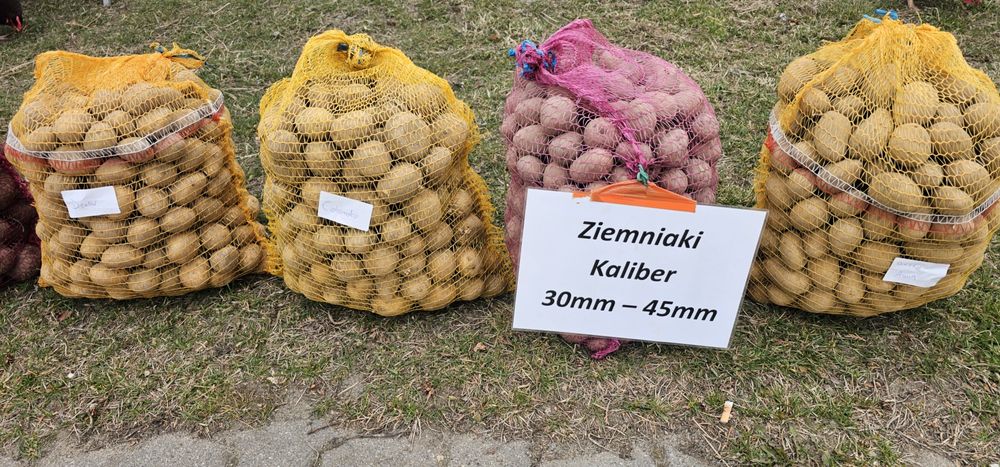 Ziemniaki wielkości 30-45mm