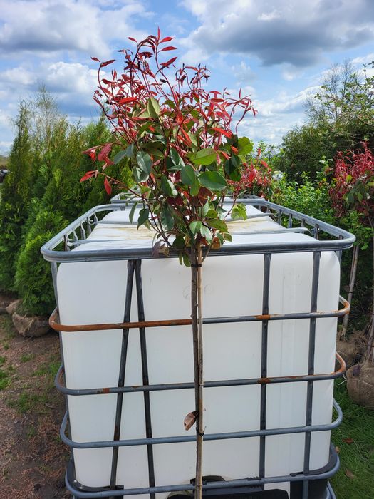 Głogownik na pniu Red Robin,  głogowniki 140-150cm.