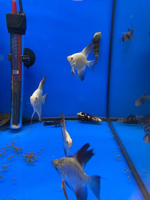 Skalar bułgarian zooanimals sklep zoologiczny czynne do 20:00