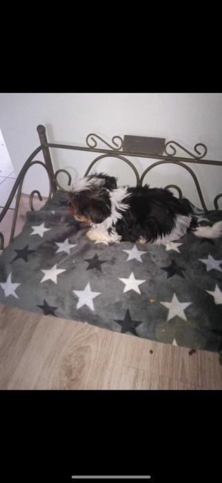 Biewer Yorkshire Terrier suczka 9  tyg.