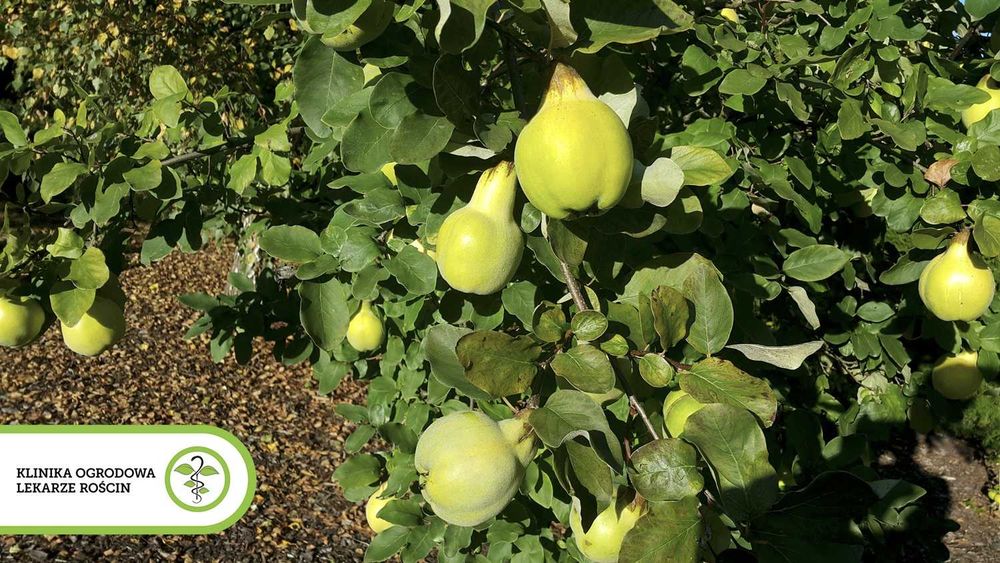 Wiosenne porządki w ogrodzie Koszenie Wertykulacja Przycinanie