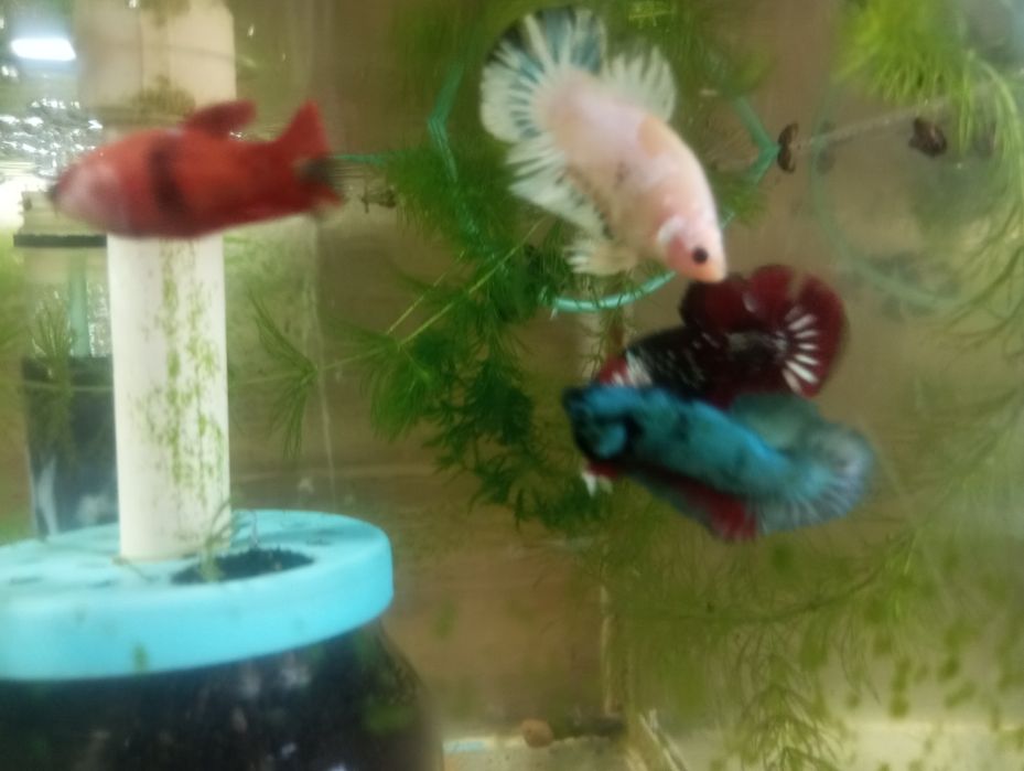 Півники плакатні