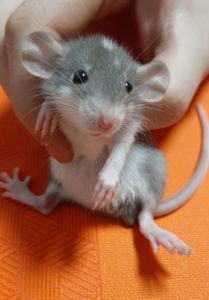 Отдам Крис бесплатно