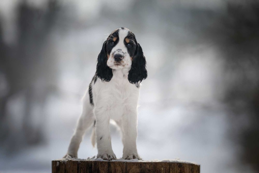 Springer Spaniel Angielski pies