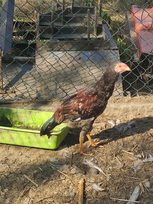 Vendo casal de índios gigantes brasileiros