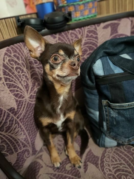 Ищем девушку для вязки