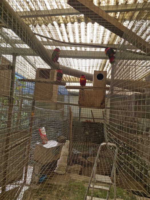 Cedem-se loris yellow bibed