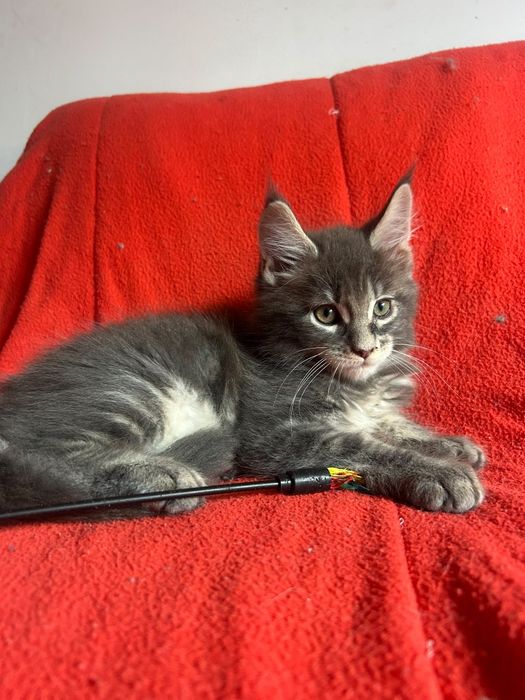 Lindo gatinho Maine coon