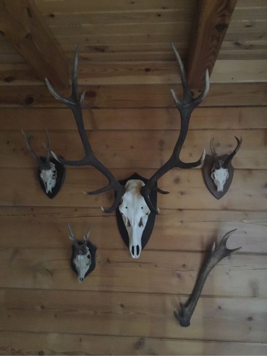 Poroża jelenia zestaw kolekcjonerski