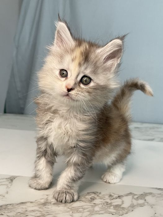 Справжні Мейн-куни з родоводом