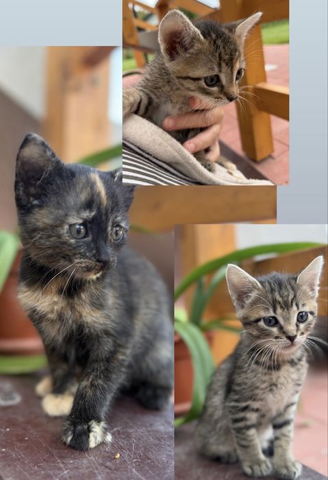Kotki do adopcji