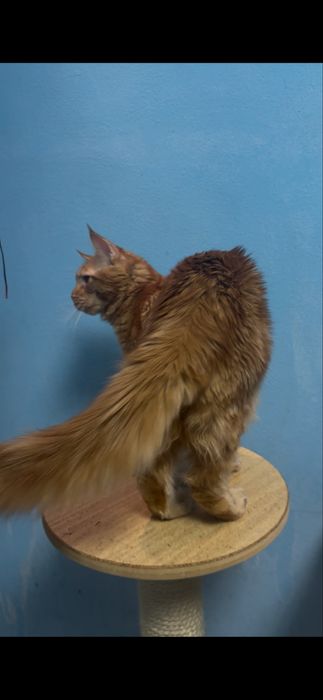 Продам рыжего мальчика мейн-кун ТоргСрочно