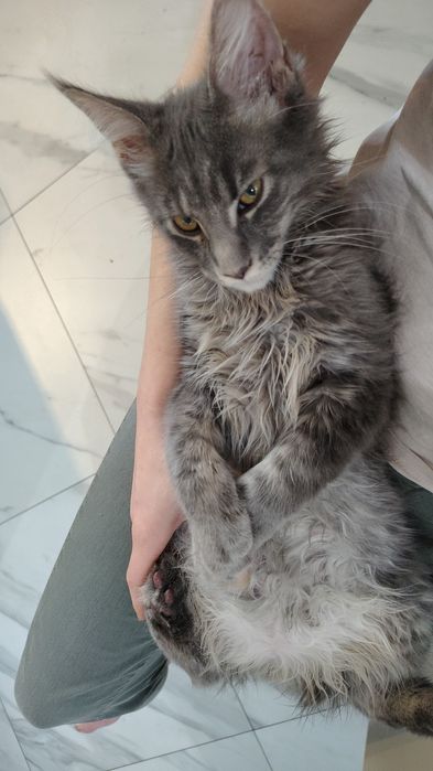 Maine Coon ostatnie dwa kocurki