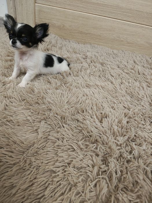 Chihuahua piesek