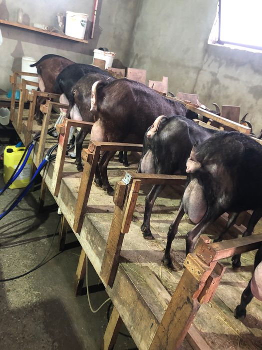 Rebanho de cabras murcianas