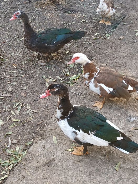 Мускусна качка тяжолой ліній