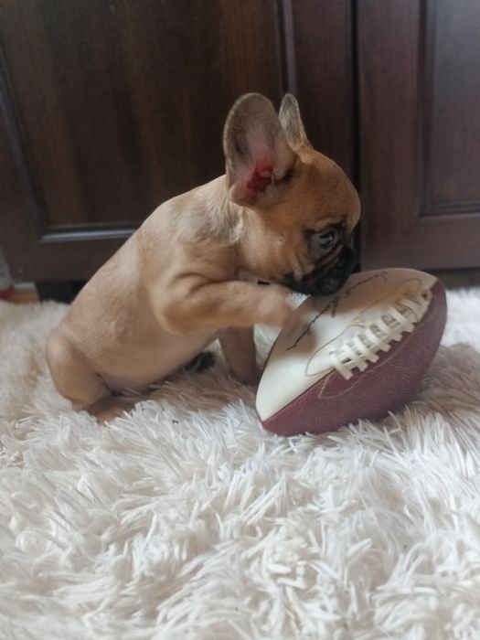 Buldog francuski piesek