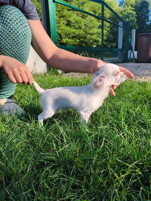 Chihuahua długowłosy chłopiec.