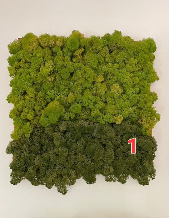 Obraz z mchu-chrobotek w drewnianych ramkach,vintage do wyboru z 5 szt