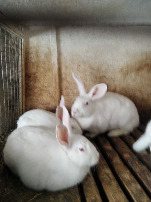 Кролики для розведення